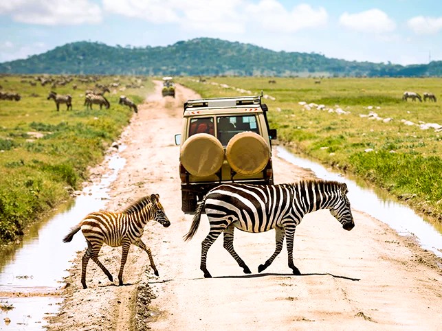 Serengeti safari landscape and wildlife vehicle