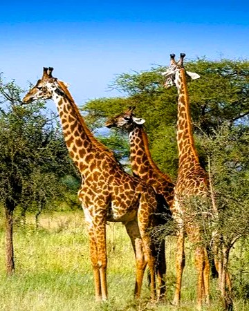 Guests spotting wildlife on a Serengeti safari drive