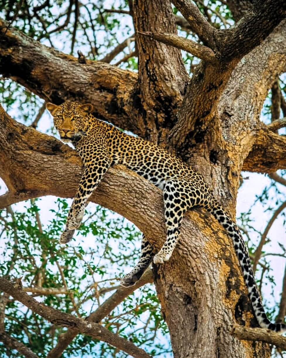 Wildlife viewing on Tarangire and Ngorongoro safari