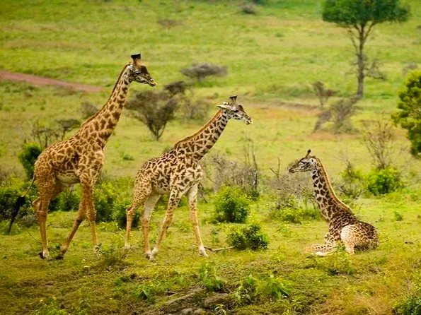 9-day Tanzania safari and Zanzibar with luxury accommodations and expert guides