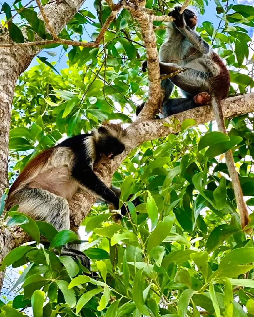 Jozani Forest National Park tour image