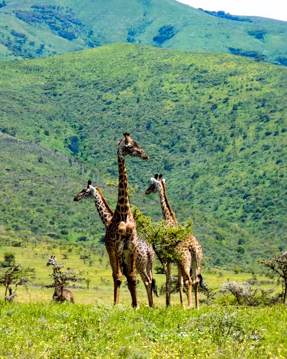 Safari guests watching wildlife in Mikumi