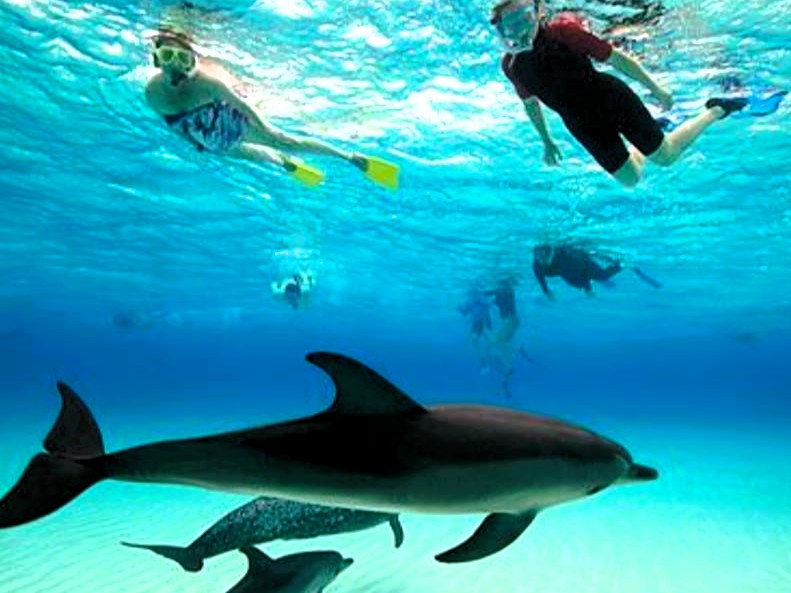 Mnemba Island snorkeling tour image