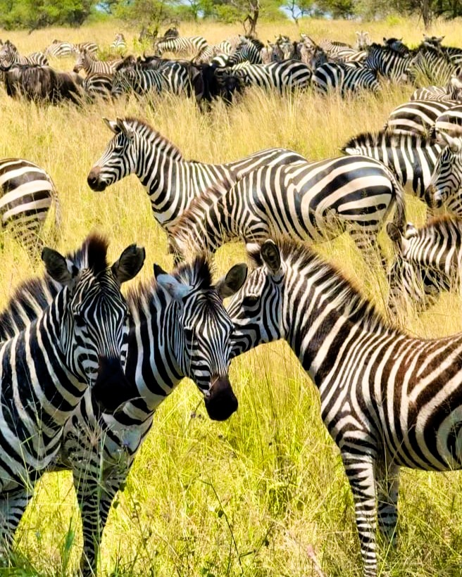 Ngorongoro Crater with wildlife, lions and vast landscape view